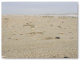 Am Strand von St Peter Ording