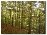 Unterwegs auf dem Urwaldsteig im Kellerwald