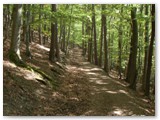 Unterwegs auf dem Urwaldsteig im Kellerwald