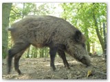 Im WildtierPark Edersee