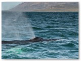 Buckelwal im Fjord bei Akureyri