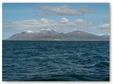 Buckelwal im Fjord bei Akureyri