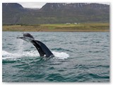 Buckelwal im Fjord bei Akureyri