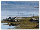 Seehunde im Skötuffjörður, Wesrfjorde