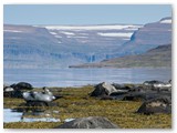 Seehunde im Skötuffjörður, Wesrfjorde