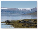 Seehunde im Skötuffjörður, Wesrfjorde