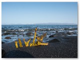 Strand bei Hvítserkur, Vatnsnes Halbinsel