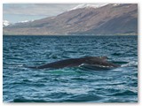 Buckelwal im Fjord bei Akureyri