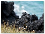 Küste auf der Snæfellsnes Halbinsel