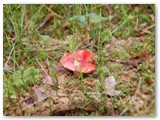 Fliegenpilz im Store Mosse Nationalpark