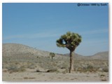 Joshua _tree